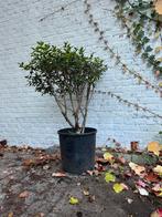 Osmanthus paddenstoel, Tuin en Terras, Ophalen