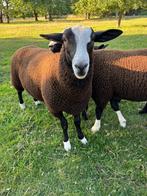 Zwartbles lammeren te koop, Dieren en Toebehoren, Schapen, Geiten en Varkens, Meerdere dieren, Schaap, 0 tot 2 jaar