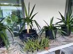 Plantes d’intérieur - Yucca / Aloe vera
