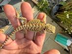 Pogona juvéniles, Dieren en Toebehoren, Hagedis, Met terrarium, 0 tot 2 jaar