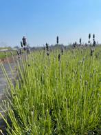 Lavendel Hidcote, munstead, Tuin en Terras, Ophalen, Vaste plant