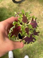 Coleus (siernetel), Huis en Inrichting, Kamerplanten, Overige soorten, Ophalen of Verzenden, In pot, Minder dan 100 cm