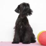 Schnoodle - pups te koop (Belgisch), België, CDV (hondenziekte), 8 tot 15 weken, Meerdere