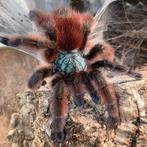 Caribena versicolor met terra, Dieren en Toebehoren, Insecten en Spinnen