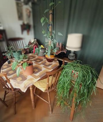 7 x planten philodendron binnencollectie + overig beschikbaar voor biedingen