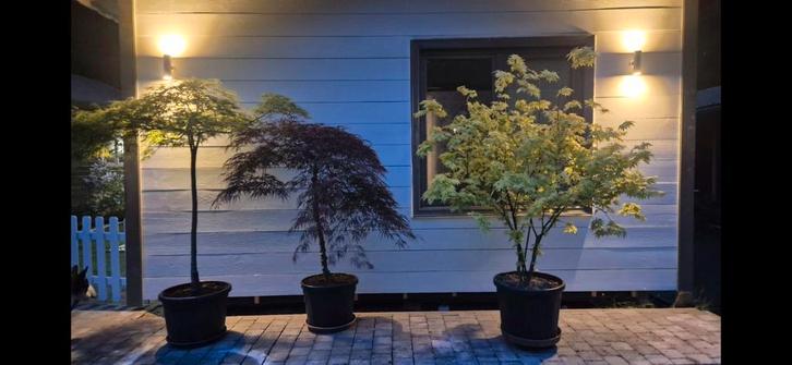 5 verschillende japanse esdoorns te koop, Tuin en Terras, Planten | Bomen, Ophalen