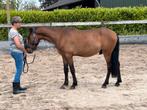 Lieve 4 jarige ruin, Dieren en Toebehoren, Gechipt, Ruin, 3 tot 6 jaar, Onbeleerd