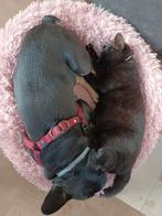 Herplaatser Europees kortharige kater, Kater, Gechipt, 3 tot 5 jaar