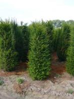 Taxus baccata 140/160 OVERSTOCK, Tuin en Terras, Ophalen, Taxus, Haag, 100 tot 250 cm