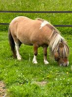 Mini Schetland pony merrie Valk Bont met stamboek, Merrie