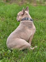 Franse Bulldog dekreu, Dieren en Toebehoren, België, Fokker | Hobbymatig, Reu, Eén hond