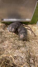 Twee tamme grijze ratjes gratis,dringend nieuw thuis gezocht, Dieren en Toebehoren, Knaagdieren, Rat, Mannelijk, Januari, Tam