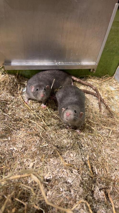 Twee tamme grijze ratjes gratis,dringend nieuw thuis gezocht, Dieren en Toebehoren, Knaagdieren, Mannelijk, Rat, Januari, Tam