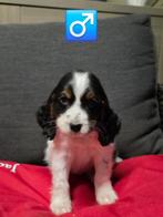 engelse cocker pups, België, CDV (hondenziekte), 8 tot 15 weken, Meerdere