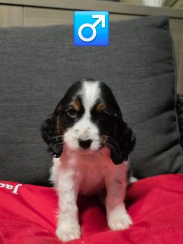 engelse cocker pups beschikbaar voor biedingen