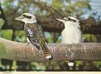 KOOKABURRAS, Verzenden, Ongelopen, Vogel