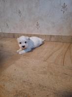 Maltezer pups, Dieren en Toebehoren, België, Maltezer, CDV (hondenziekte), 8 tot 15 weken