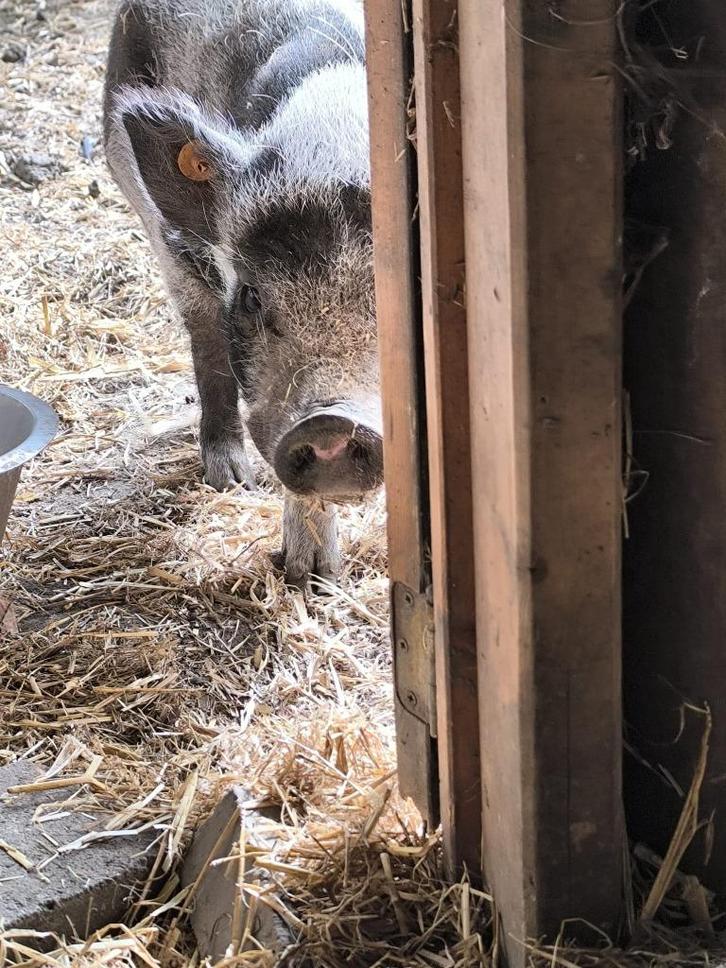 Gratis varkentje, Dieren en Toebehoren, Schapen, Geiten en Varkens, Varken, Mannelijk, 3 tot 5 jaar