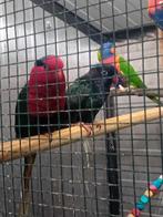 Stella lori, Dieren en Toebehoren, Vogels | Parkieten en Papegaaien