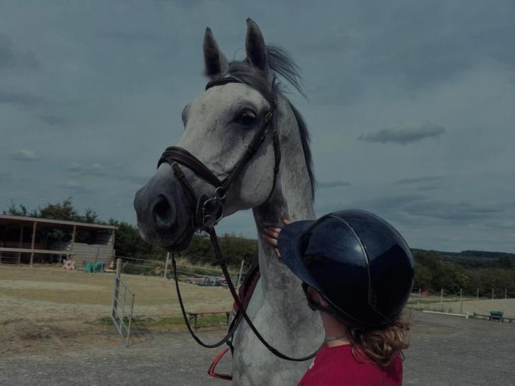 Hongre 8 ans, Animaux & Accessoires, Chevaux, Hongre, Débourré, 175 cm ou plus, 7 à 10 ans, Cheval de saut, Avec pedigree, Avec puce électronique