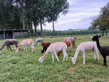 Halstermakke, kleurrijke merries - Prijs OTK beschikbaar voor biedingen