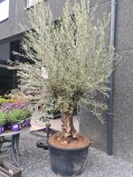 Olijfboom Olea Europaea, Tuin en Terras, Planten | Bomen, Ophalen, Olijfboom