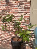 Citroën boom, Tuin en Terras, Planten | Fruitbomen, Ophalen, In pot, Citroenboom, 100 tot 250 cm