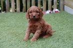 Beaux chiots cockapoo (Cocker anglais x Dwarf Poodle), Autres races, Plusieurs, Parvovirose, Belgique