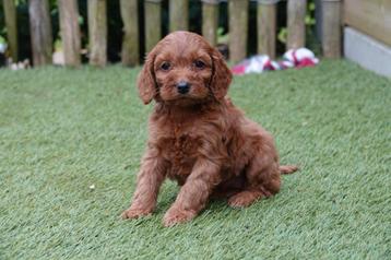 Beaux chiots cockapoo (Cocker anglais x Dwarf Poodle) disponible aux enchères