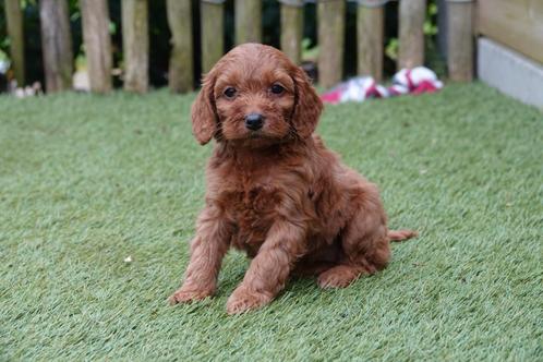 Beaux chiots cockapoo (Cocker anglais x Dwarf Poodle), Animaux & Accessoires, Chiens | Retrievers, Épagneuls & Chiens d'eau, Plusieurs animaux