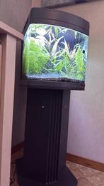 Kleine aquarium 60 liter, Dieren en Toebehoren, Zo goed als nieuw, Ophalen, Leeg aquarium