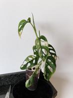 Monstera Adansonii Variegata, Huis en Inrichting, Kamerplanten, Ophalen