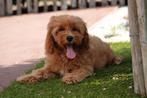 Prachtige Cavapoo pups, Dieren en Toebehoren, België, Overige rassen, CDV (hondenziekte), 8 tot 15 weken