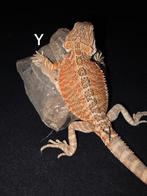 Orange/red hypo baardagaam-vrouwtje, Hagedis, Tam, 0 tot 2 jaar