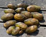 Vijvermossel zoetwatermossel vijverfilter vijvermosselen, Vijverfilter