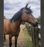 merrie, Dieren en Toebehoren, Paarden en Pony's | Verzorgingsproducten, Ophalen of Verzenden