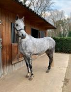 Knappe 7-Jarige Ruin te koop, Dieren en Toebehoren, Paarden, Ruin, Minder dan 160 cm, Recreatiepaard, 7 tot 10 jaar