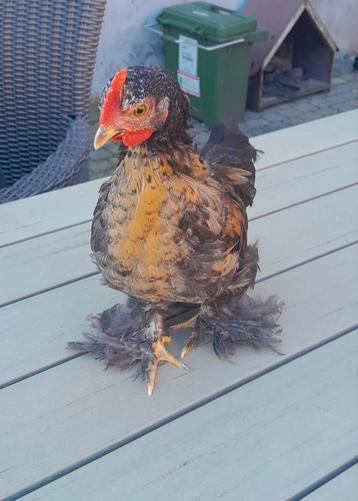 Coq pékin bantam 2025, Mâle, Poule ou poulet