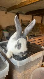 Vlinder voedster, Dieren en Toebehoren, Konijnen