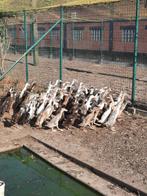 Loopeenden, Dieren en Toebehoren, Meerdere dieren, Eend