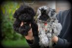 Boomer pups, België, Maltezer, CDV (hondenziekte), 8 tot 15 weken