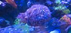 Zeeaquarium koraal goniopora