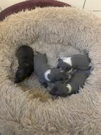 Italiaanse windhond pups, Parvovirose, Plusieurs, Belgique, 8 à 15 semaines