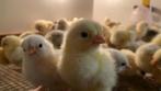 Kuikens, Dieren en Toebehoren, Pluimvee, Kip