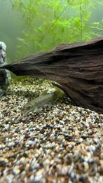 Garra rufa, Dieren en Toebehoren, Vis