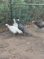 kalkoenen, Dieren en Toebehoren, Pluimvee, Meerdere dieren, Kalkoen
