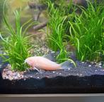 20 jonge Albino corydora's, Dieren en Toebehoren, Vissen | Aquariumvissen, Vis, Zoetwatervis