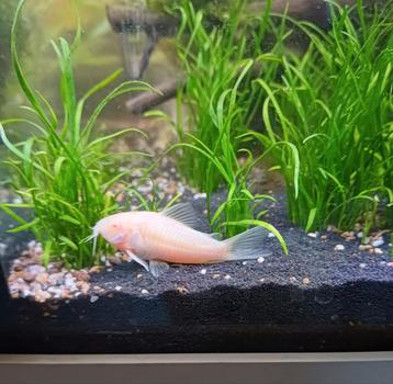 Verschillende jonge Albino corydora's  beschikbaar voor biedingen