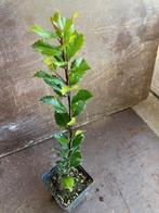 Overstock Ilex blue prince P9, Tuin en Terras, Planten | Struiken en Hagen, Ophalen, Laurier, Haag