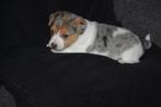 Prachtig Tricolor Blue Merle Jack Russell pupje, Dieren en Toebehoren, Parvo, België, Jack Russell Terriër, 8 tot 15 weken